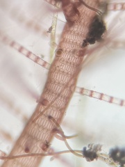Spyridia hypnoides