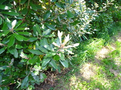 Pittosporum ralphii