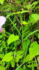 Ipomoea trifida
