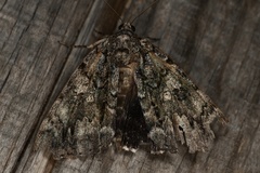 Catocala lacrymosa