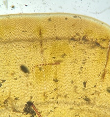 Lobophora variegata