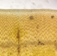 Lobophora variegata