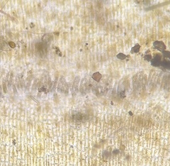 Lobophora variegata