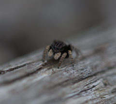 Maratus vespertilio