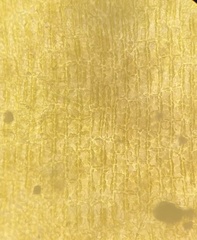 Lobophora variegata
