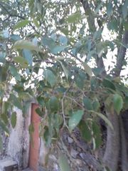 Celtis australis