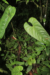 Anthurium recavum
