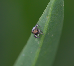 Maratus nimbus