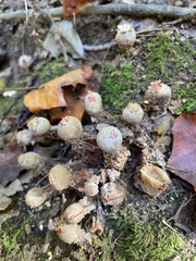 Calostoma ravenelii