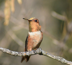 Selasphorus rufus