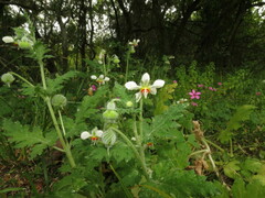 Blumenbachia insignis