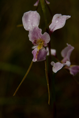 Diuris punctata