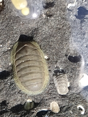 Chiton glaucus