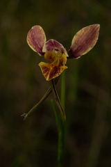 Diuris × nebulosa