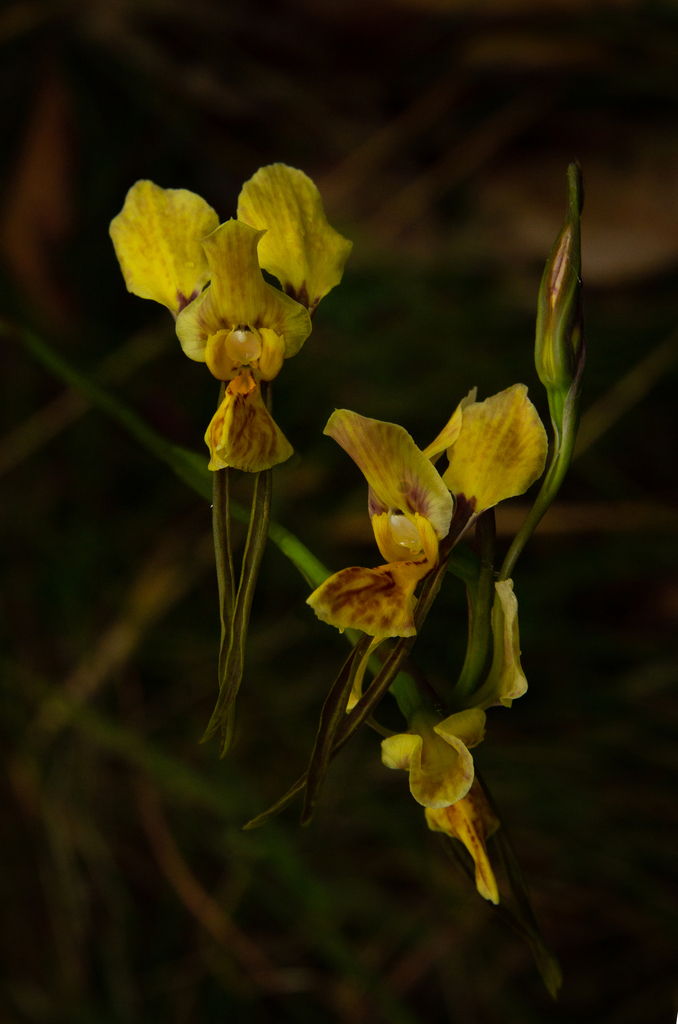 Diuris × nebulosa