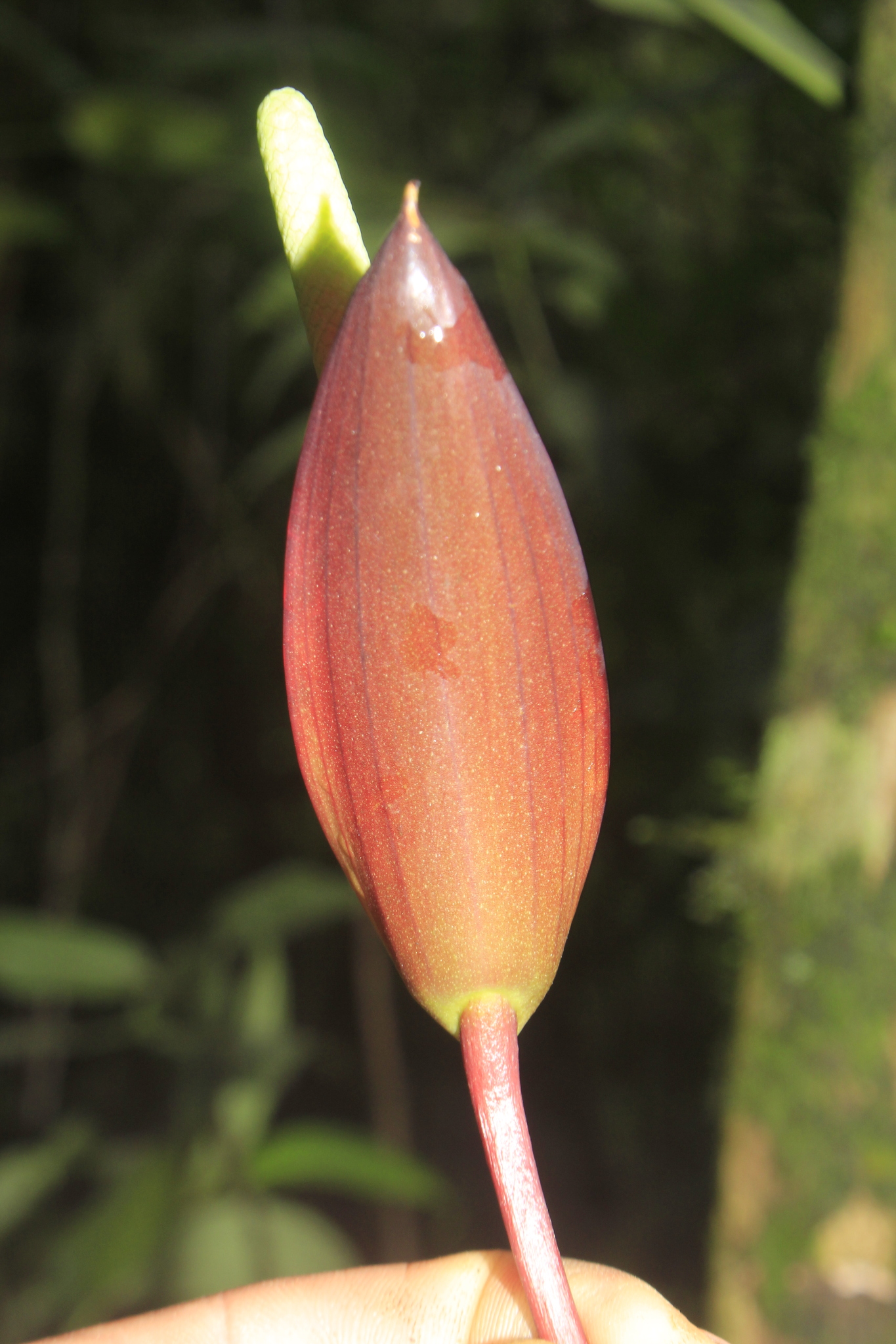 Anthurium recavum Croat 2