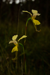 Diuris × nebulosa