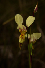 Diuris × nebulosa