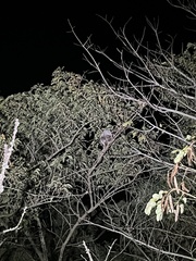 Coendou baturitensis