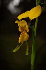 Diuris aurea