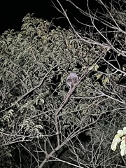 Coendou baturitensis