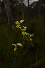 Diuris × nebulosa