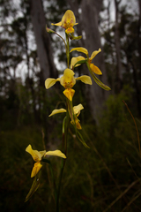 Diuris × nebulosa