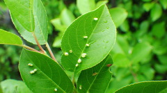 Eriophyes emarginatae