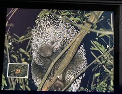 Coendou baturitensis