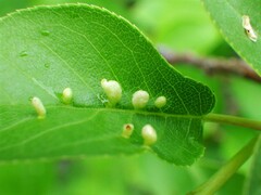 Eriophyes emarginatae