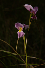 Diuris punctata