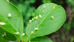 Eriophyes emarginatae