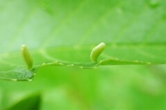 Eriophyes emarginatae