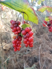 Lonicera