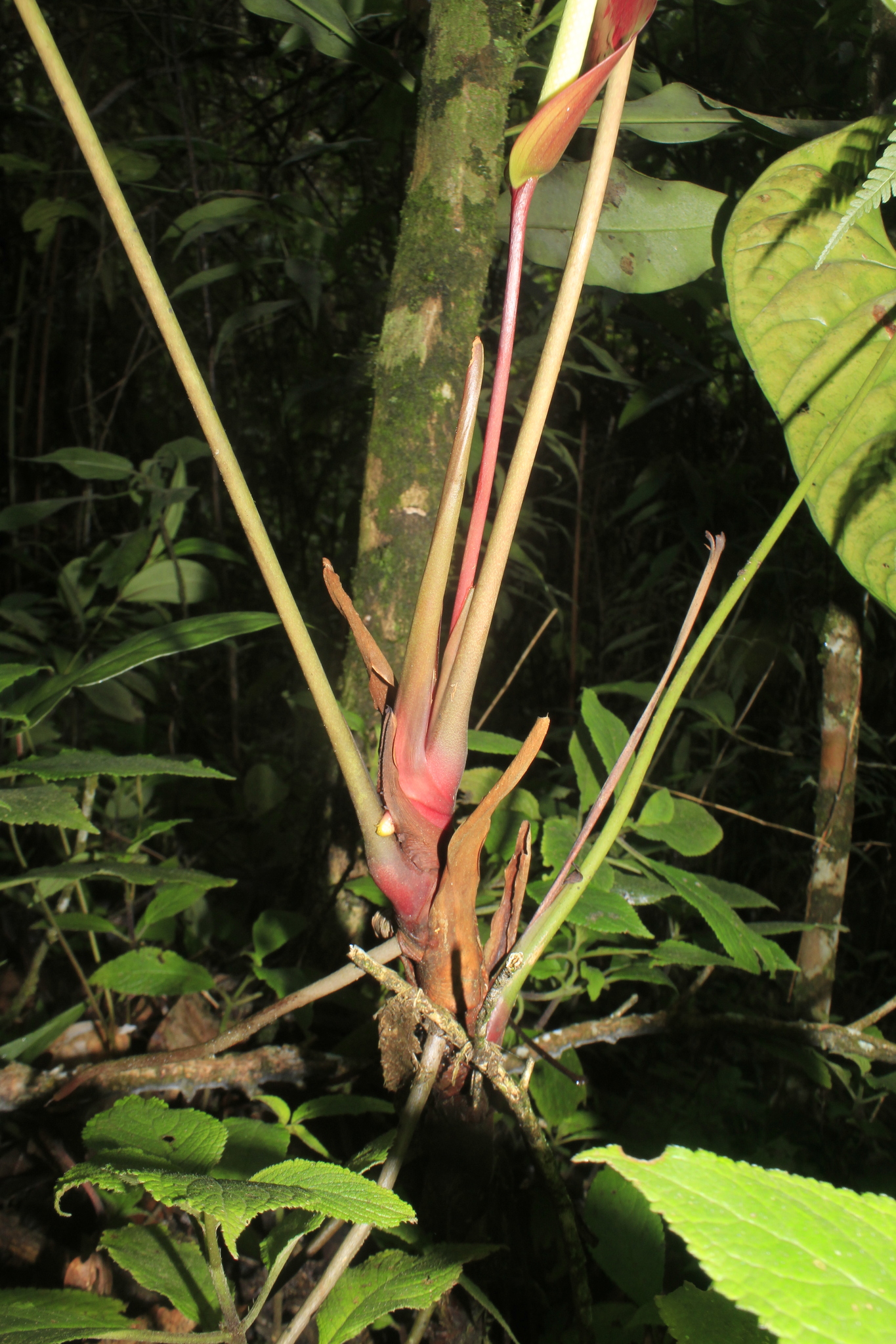 Anthurium recavum Croat 3