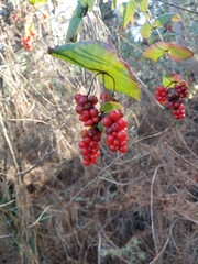 Lonicera