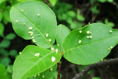 Eriophyes emarginatae