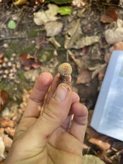 Calostoma ravenelii