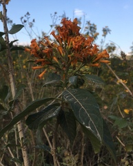 Cestrum lorentzianum
