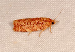 Choristoneura houstonana