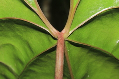 Anthurium recavum