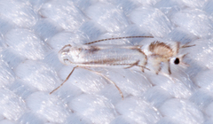 Phyllocnistis vitegenella