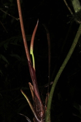 Anthurium recavum