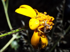 Misumenoides