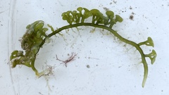 Caulerpa chemnitzia