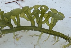 Caulerpa chemnitzia