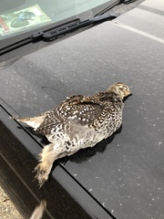 Tympanuchus phasianellus