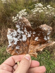 Erysiphe liriodendri