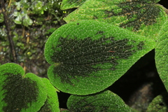 Peperomia venosa