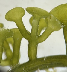Caulerpa chemnitzia